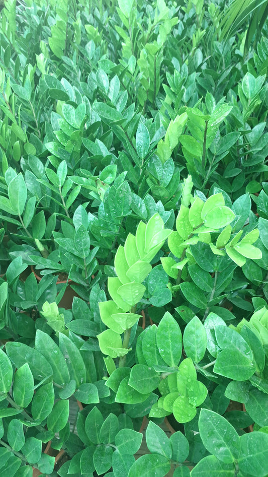 Zanzibargem or ZZ Plant.