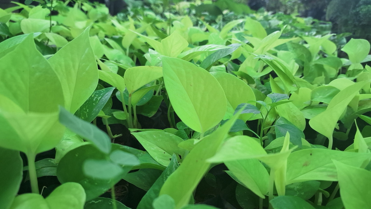 Money plant