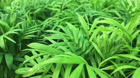 Parlor palm