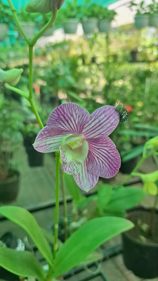 Orchid