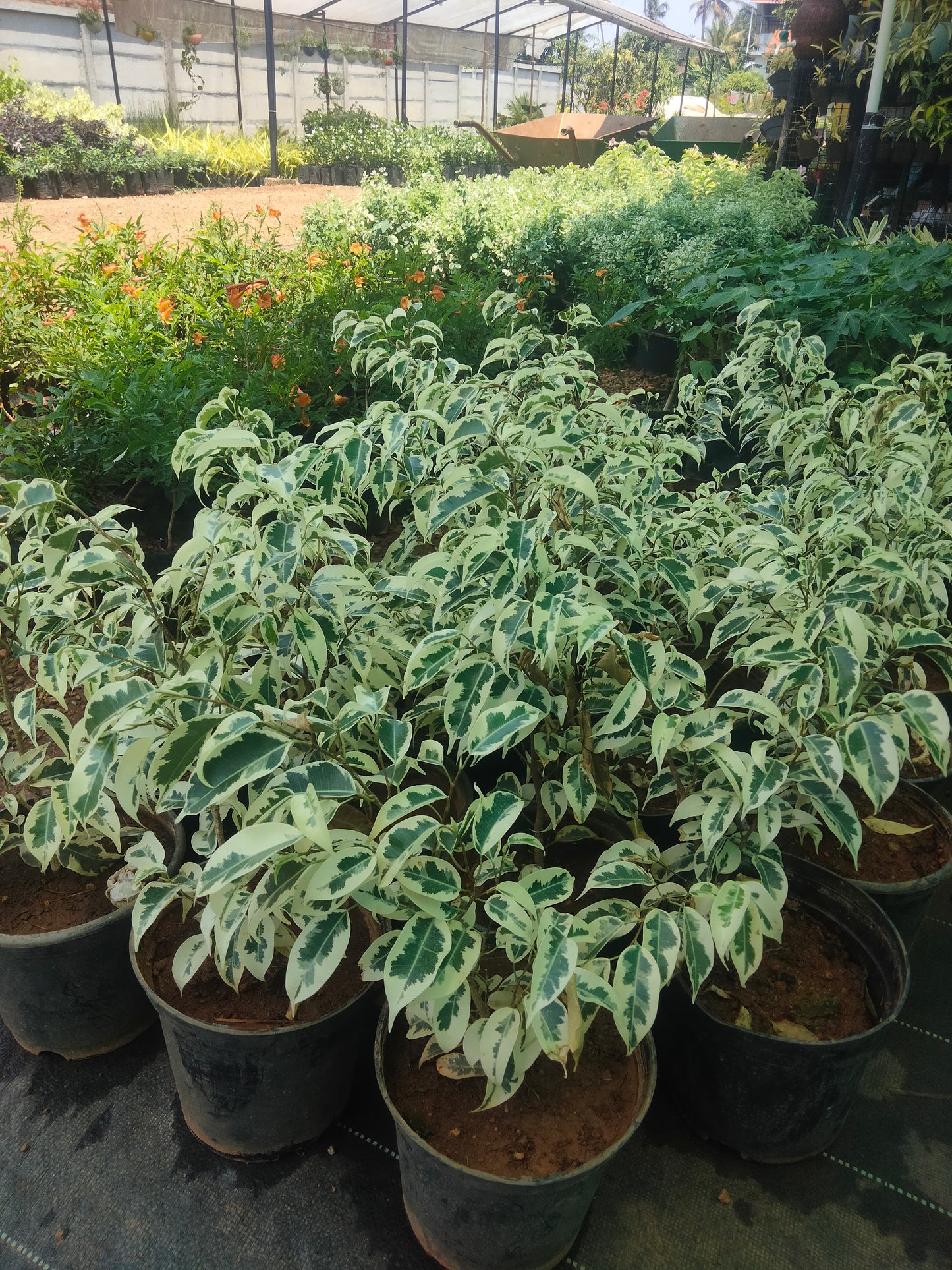 Variegata