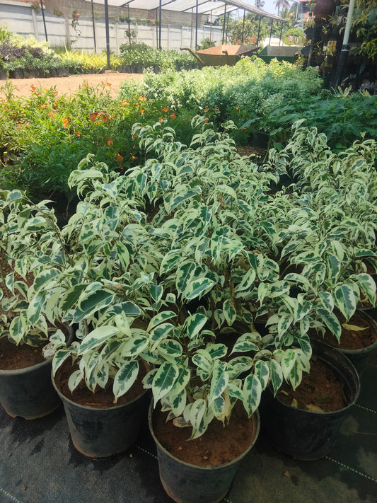 Variegata