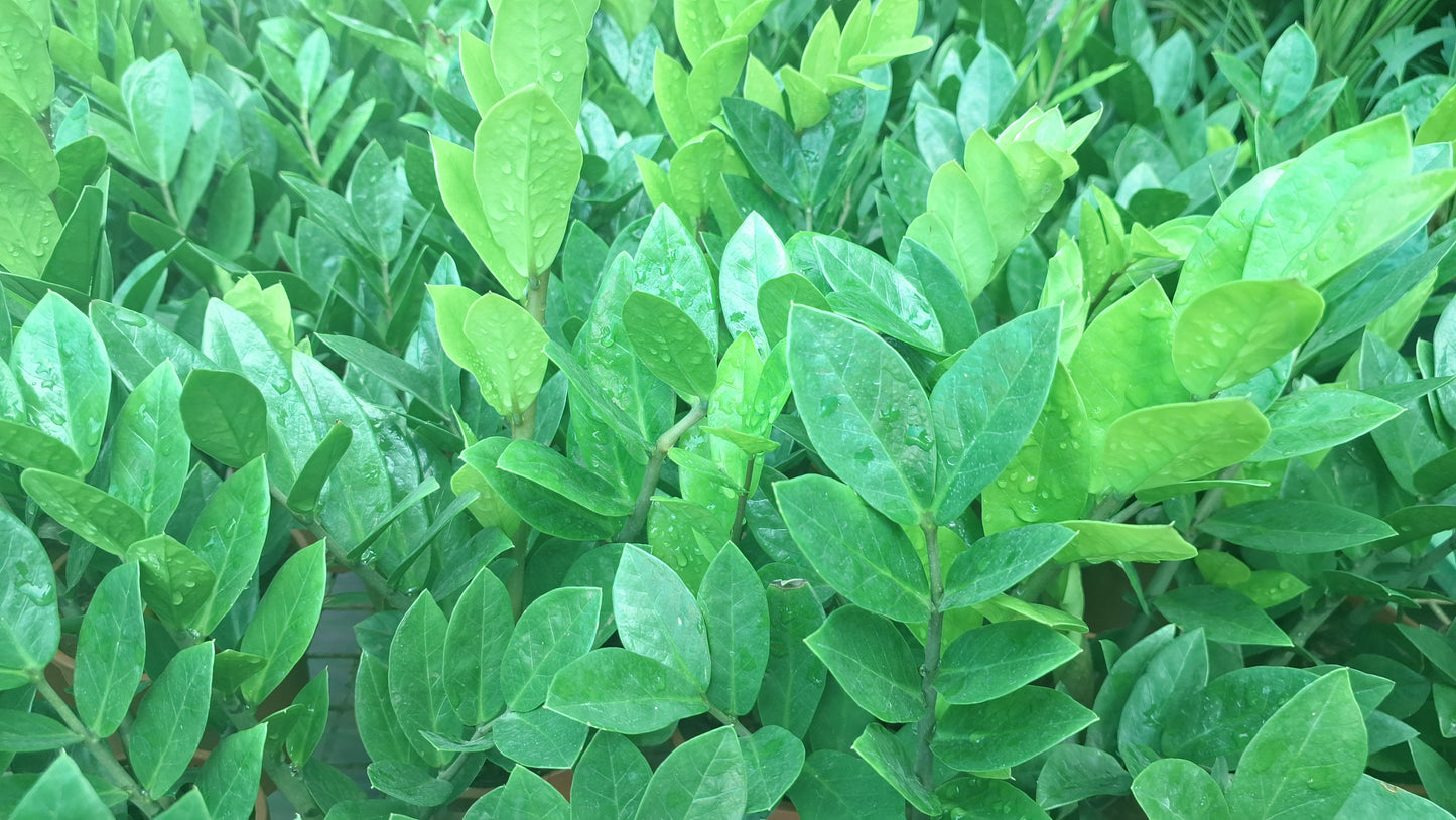 Zanzibargem or ZZ Plant.