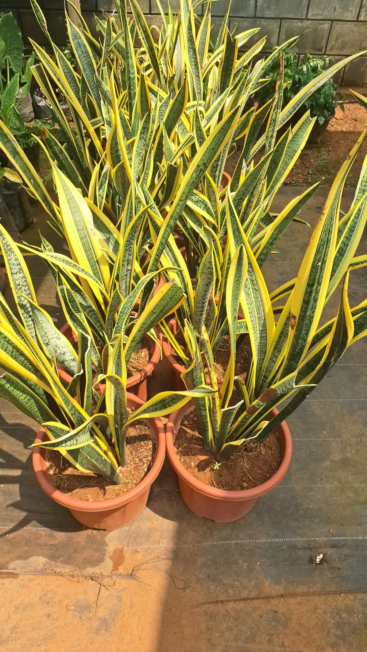 (Whale Fin)or snake plant