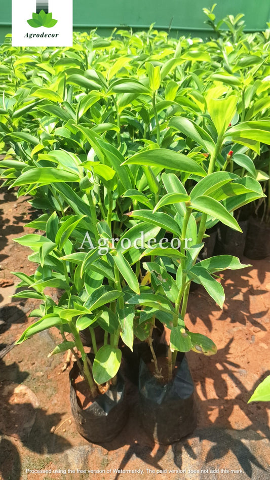 Elachi or cardamom plant