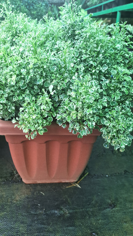 Variegated ming aralia