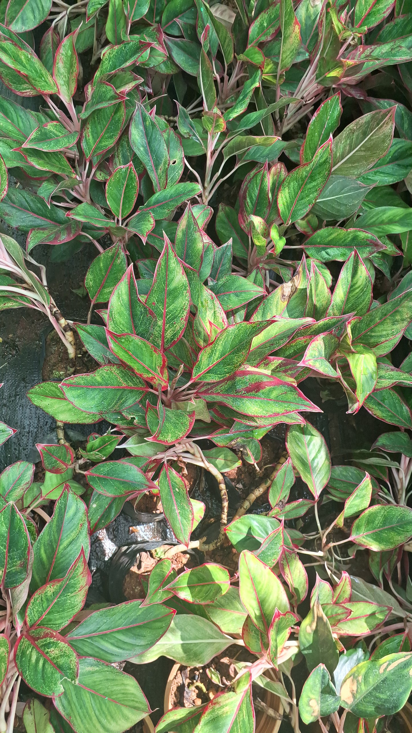 Chinese evergreen