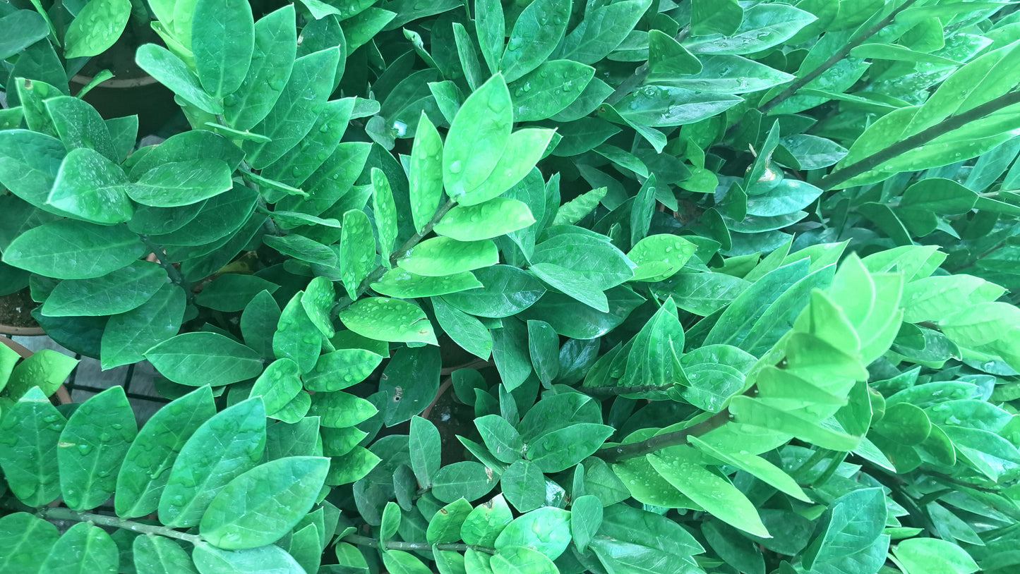 Zanzibargem or ZZ Plant.