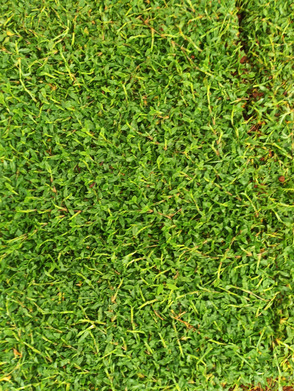 Pearl grass 14rs per square feet