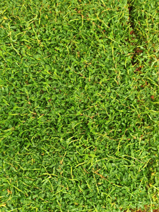 Pearl grass 14rs per square feet