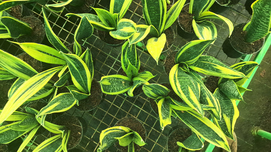 Golden Bird’s Nest Snake Plant