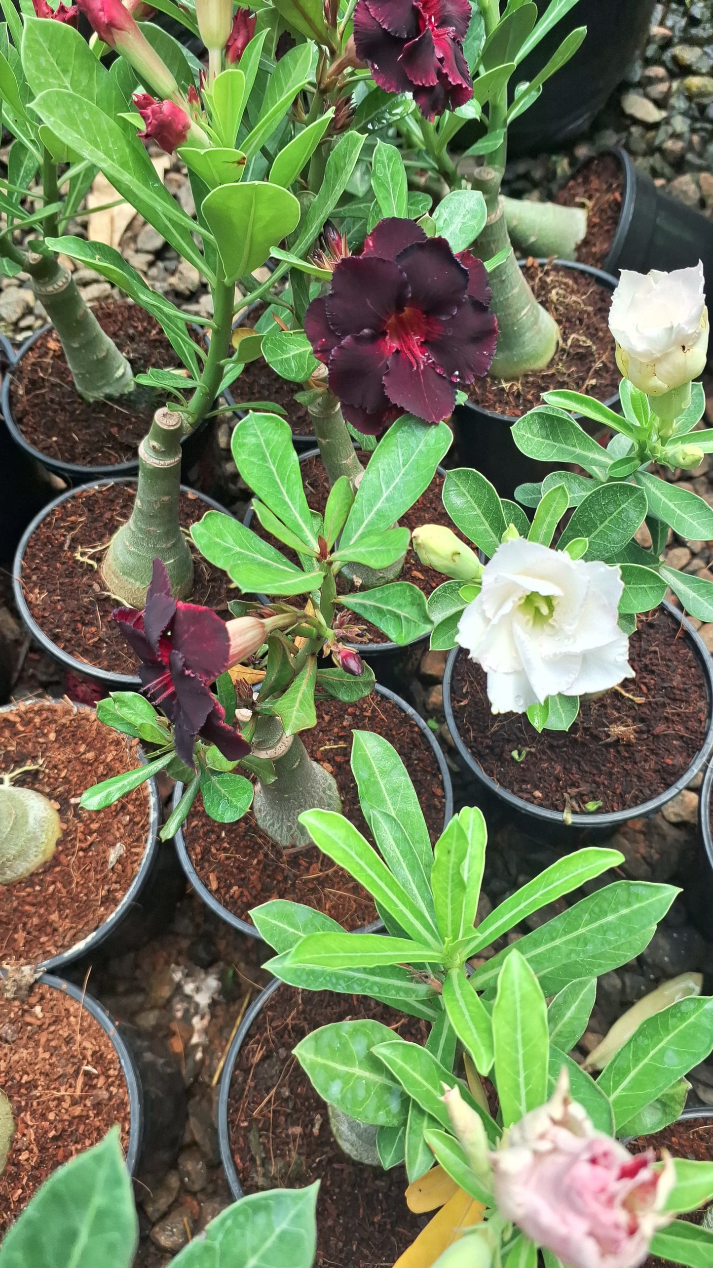 Desert rose or adenium