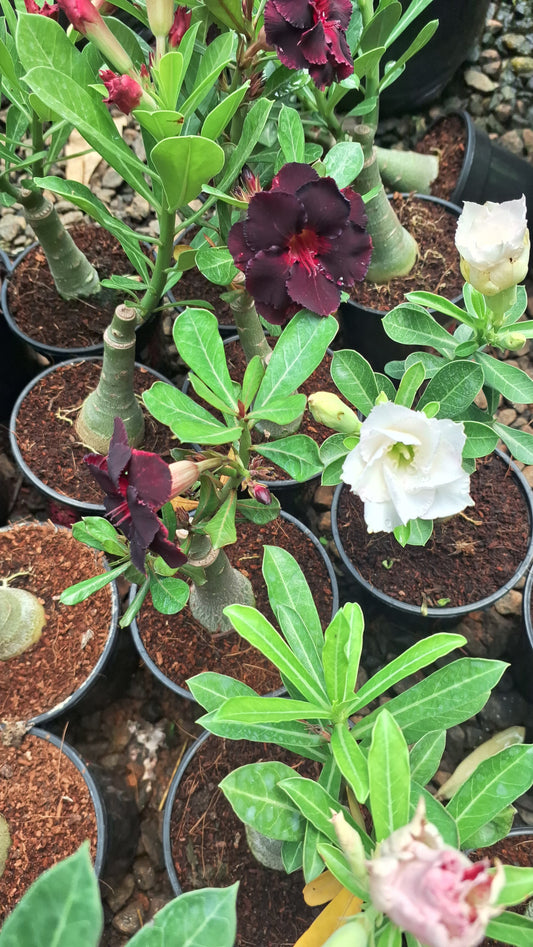 Desert rose or adenium