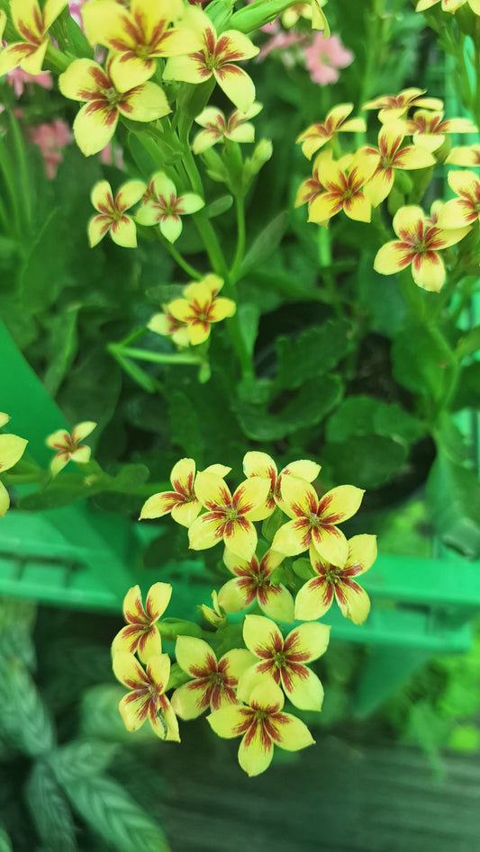 Kalanchoe